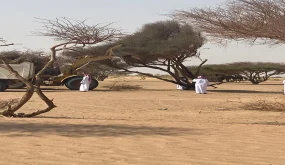 إعادة تأهيل الأشجار بشعيب اللحياني