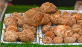 انتعاش سوق الفقع داخل المملكة العربية السعودية بعد هطول الامطار الغزيرة